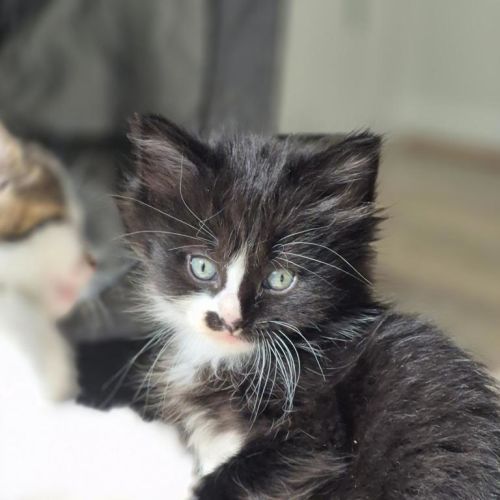 Oreo