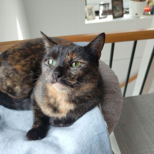 Hera