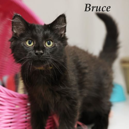 Bruce