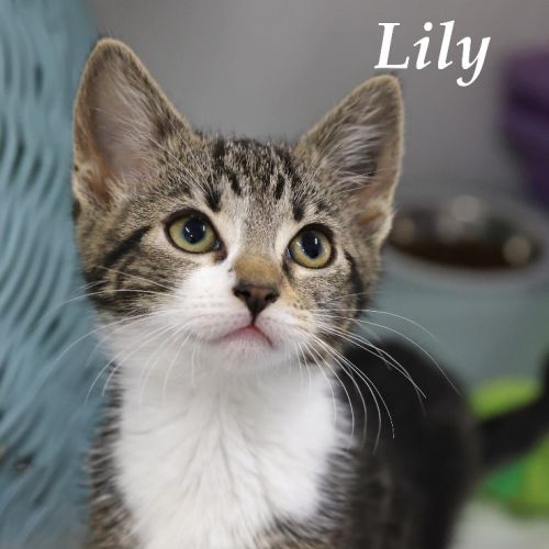 Lily