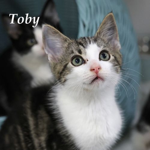 Toby