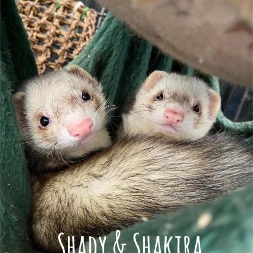 Shakira & Shady