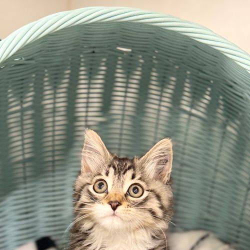 Jinx