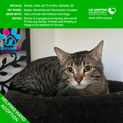 Dexter Helping Hand Adoption!