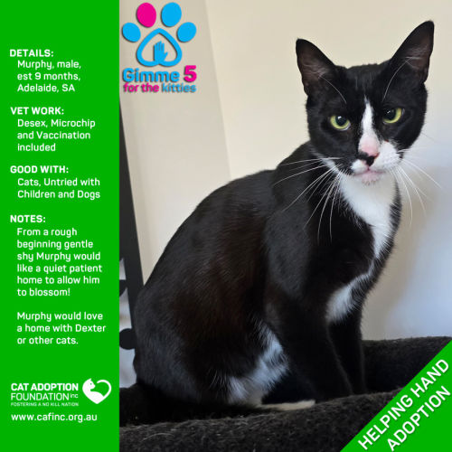 Murphy Helping Hand Adoption!