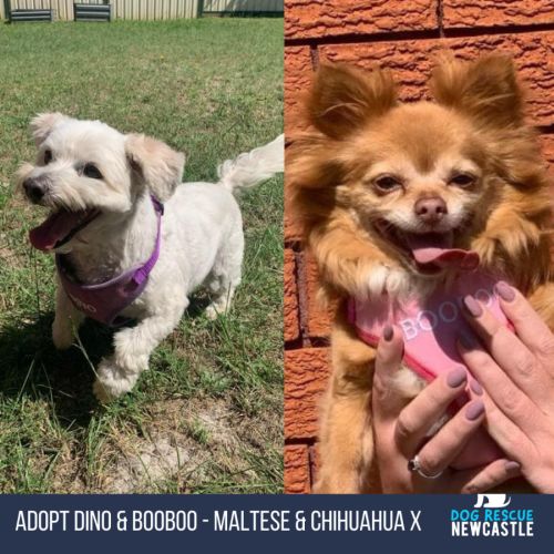 Dino & Booboo - Maltese & Chihuahua X (Trial)