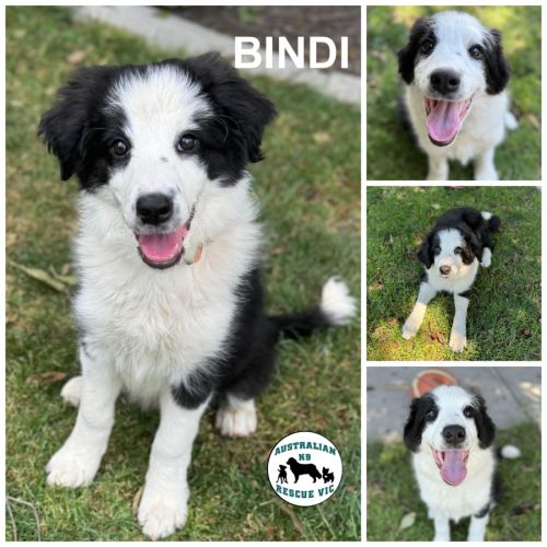 Bindi 