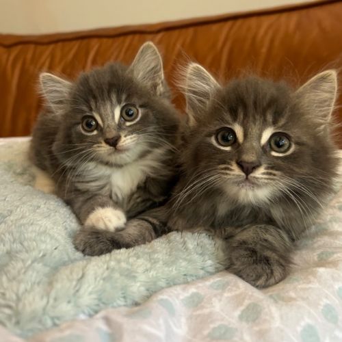 ❤️ Hamish & Hudson ❤️