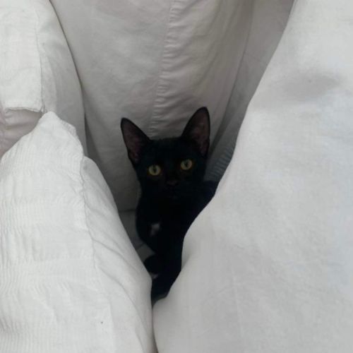 Sammy