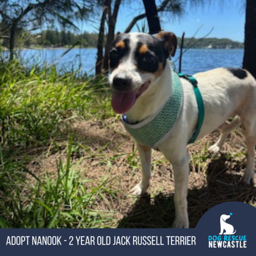 Nanook - 2 Year Old Jack Russell Terrier (Trial)