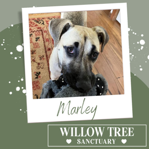 Marley