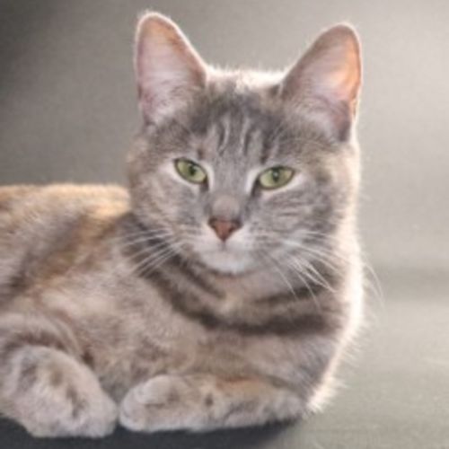 Addie - Now at Glendale PETquarters 