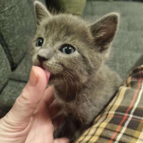 Pringle - Located in Preston