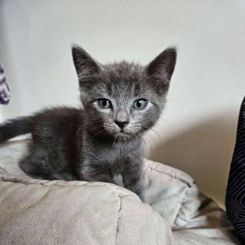 Pesto - Located in Preston