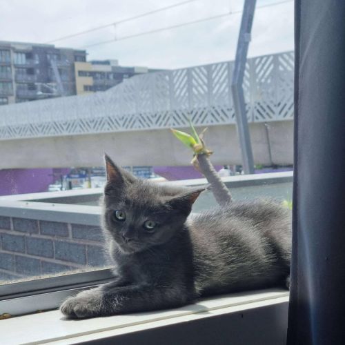 Pickle - Located in Preston