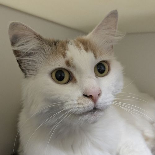 🍹 Mimosa 5729 🍹