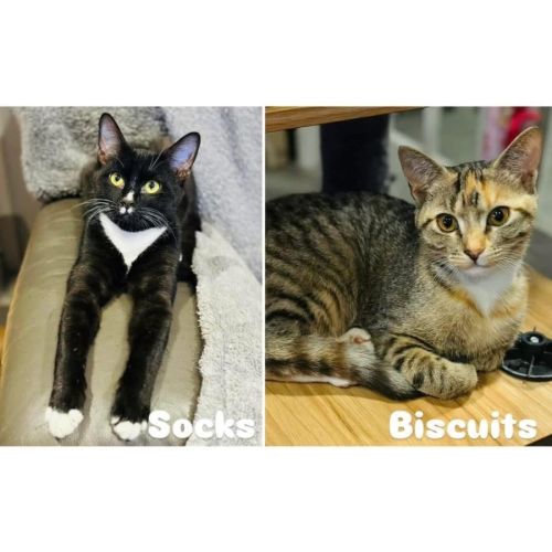 11627/8 - Socks & Biscuits
