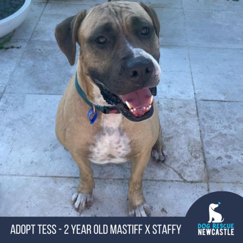 Tess - 5 Year Old Mastiff X Staffy