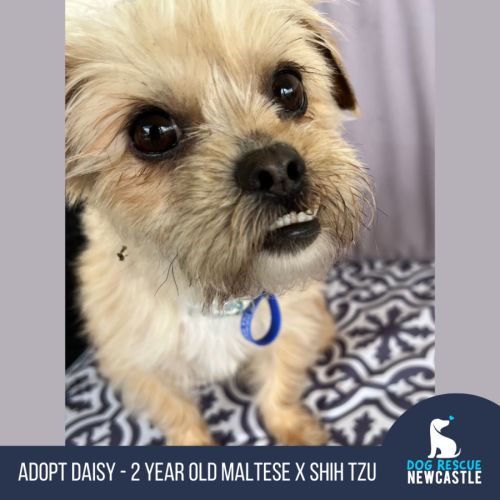 Daisy - 3 Year Old Maltese X Shih Tzu (Trial 20/12