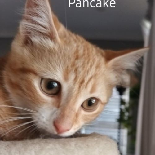 Pancake