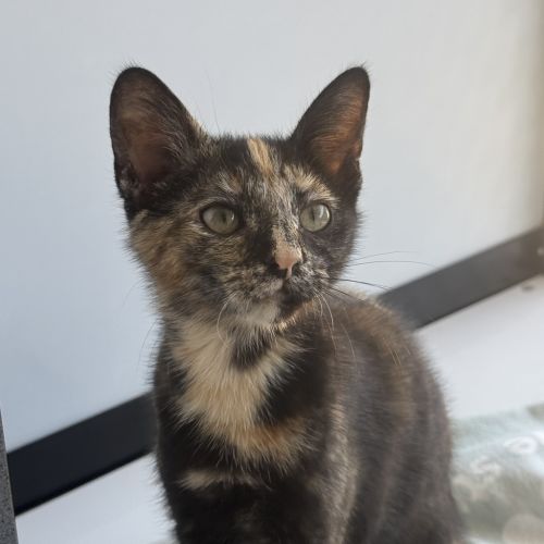 Freya