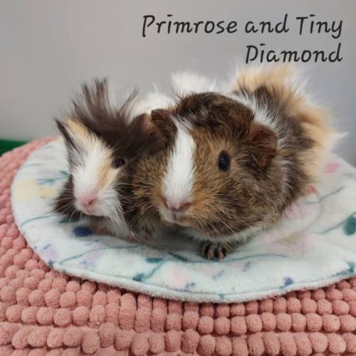 Primrose & Tiny Diamond