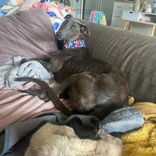 Konrad, the young and blue greyhound