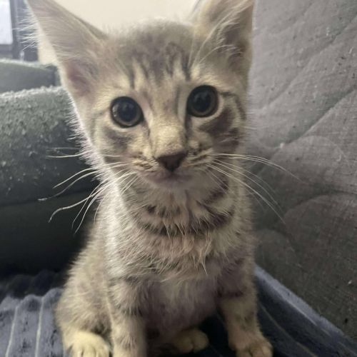 Oscar - Located in Preston