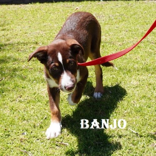 Banjo
