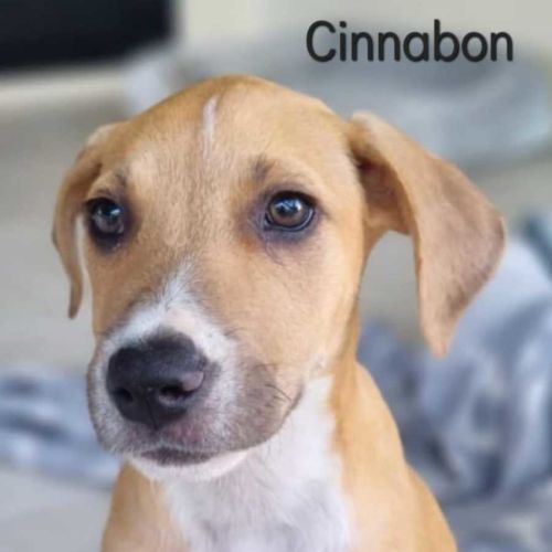Cinnabon
