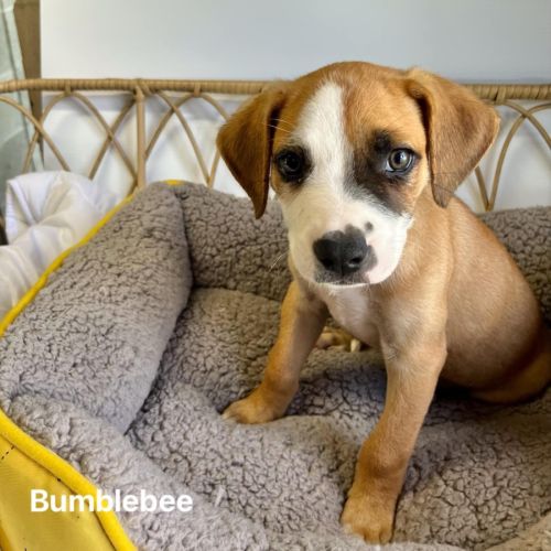 Bumblebee