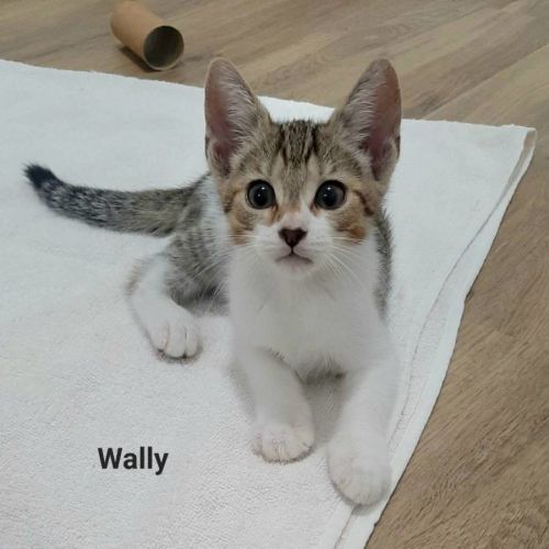 Wally