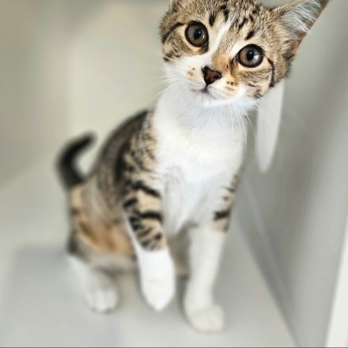 Pepper