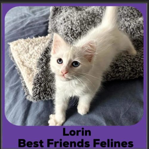Lorin