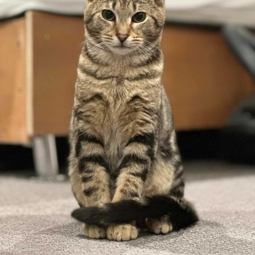 Henry (Tabby)