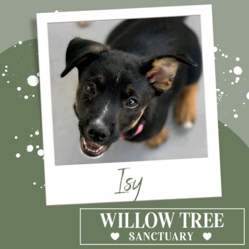 Isy