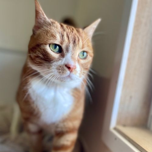 Dorito