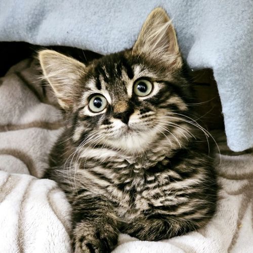 Lilly
