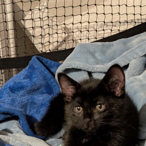 Pudding meetme@Petstock Hastings store 