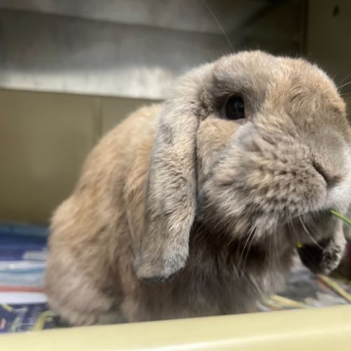 Hazelnut *Available at PetStock Engadine*