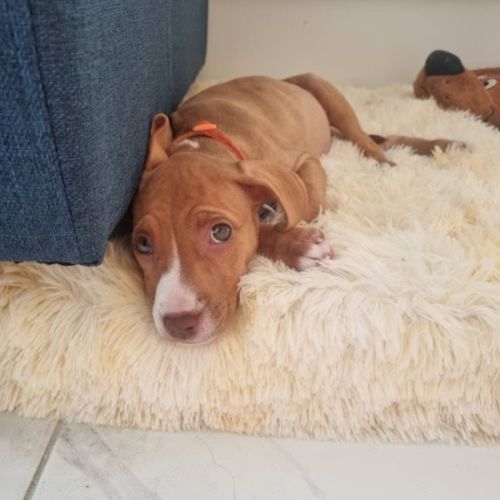 Kura- 9 Week Old Staffy (Trial)