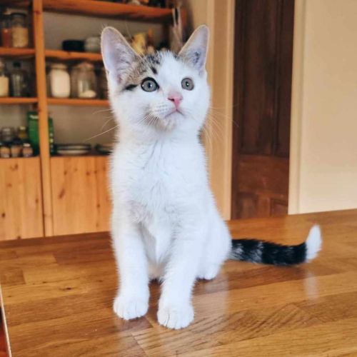 Laszlo - Located in Coburg