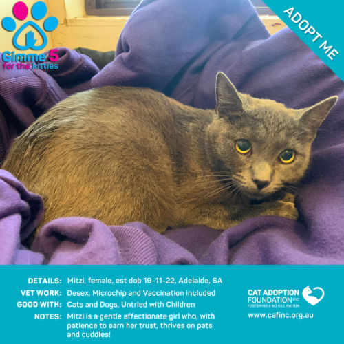 Mitzi Only $40 Limited Time!