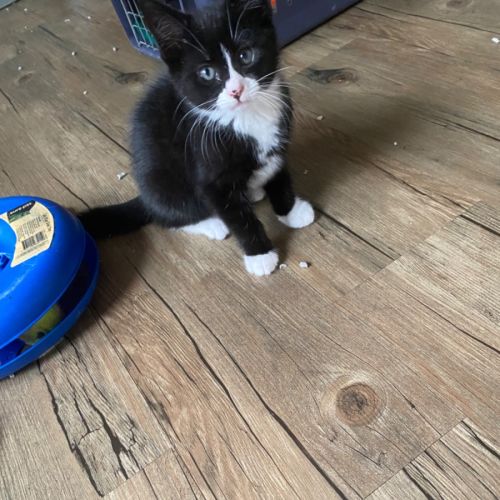 Cinderella Meet me at PetStock Chelsea