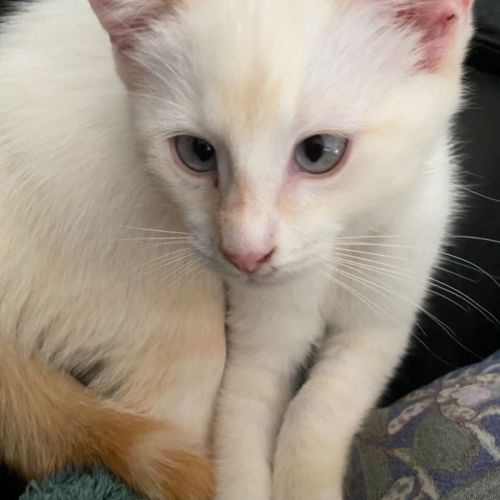 Dale Meet me at PetStock Chelsea