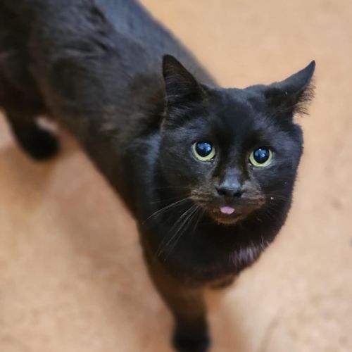 Sammy