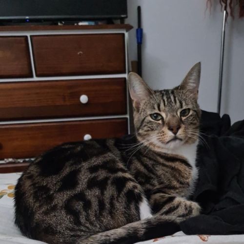 No photo for Wally 😻 Barn Farm Cat