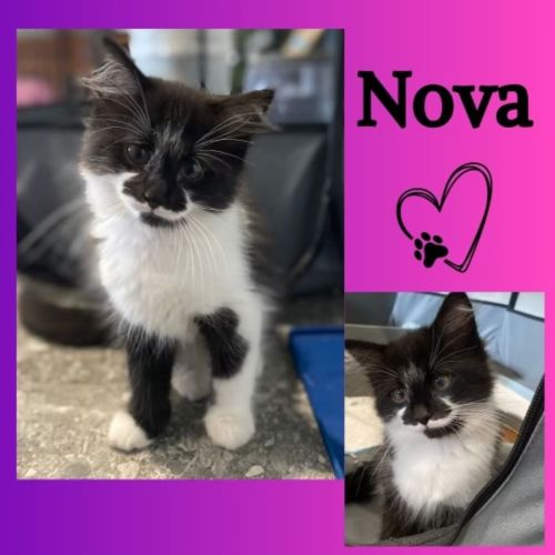 Nova