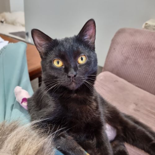 Bonnie *Fostered In Perth