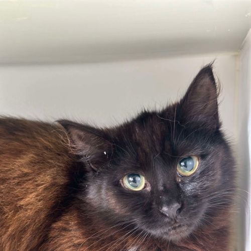 🌱 Petunia 5628 🌱